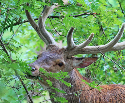 Sinds een aantal jaar loopt op mijn werk (bungalowpark aan de rand van het NP hoge veluwe) en het gebied er omheen een edelhert. In dit stuk wordt niet gejaagd dus hij is inmiddels redelijk aan mensen gewend maar laat zich overdag toch zelden zien en houdt zich meestal op in de dichte begroeiing. Vandaag kwam ik hem voor het eerst sinds tijden weer tegen. Zijn gewei stond er alweer mooi op en hij stond rustig jonge lijsterbessen kaal te vreten.