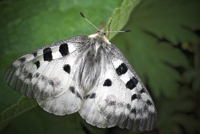 Deze vlinder is gefotografeerd in Parc National des Ecrins, Frankrijk en is ook het enige exemplaar van deze soort die ik gezien heb. Foto is gemaakt met een 350d icm een Sigma EX 105mm /f2.8 Macro.