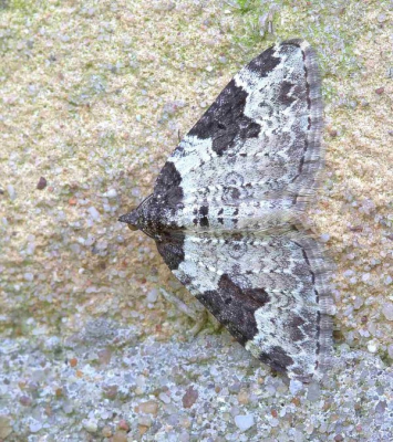 Deze spanner trof ik aan tegen de muur van mijn schuur. Zijn goed gecamoufleerd.  Vanaf statief genomen.