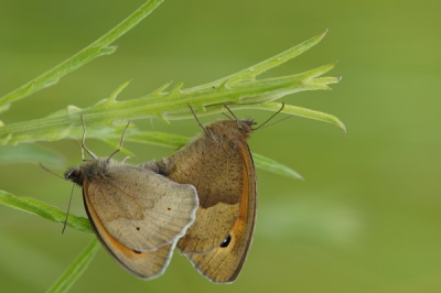 Het was een vruchtbare namiddag op de Citadel, ook voor deze soort was het de eerste keer dat ik ze op de gevoelige plaat kon vast leggen.