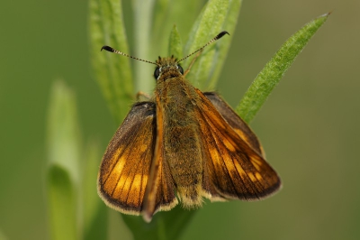 Had dit vlindertje al meer zien rondvliegen maar de kans niet gehad het redelijk op de foto te krijgen, vanmorgen redelijk vroeg op pad en deze bleef net lang genoeg zitten.