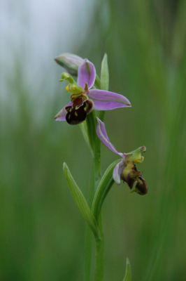 's-avonds op een plek in de Hoeksche Waard deze orchis gaan zoeken. Het werd helaas wel wat snel donker waardoor ISO omhoog moest. Toch mooie fotogenieke plant!