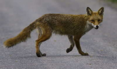 Vanmorgen in alle vroegte zat deze jonge vos  midden op een weggetje. Kon tot op 20 meter naderen (hybride auto) en foto's maken,  na een tijdje nam ie rustig de benen en verdween is het struikgewas.