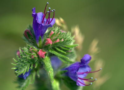 Deze kleuren pracht,stond er florisant bij ben even de naam kwijt maar komt wel goed