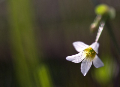Even tussen al het groen een zeer klein bloempje gevonden 2 tot 3 mm groot had hem nog niet eerder ontdekt thuis zag ik pas hoe mooi deze is