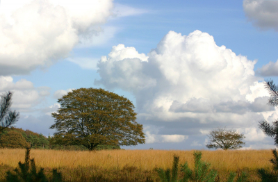 <i class='fa fa-user'></i> Peter Grobben | De Veluwe  <i class='fa fa-eye'> 357</i>   <i class='fa fa-comment-o'> 2</i>