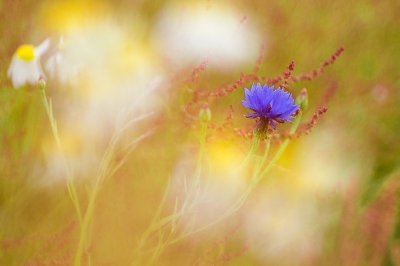 Langs een bloemrijke akkerrand. Door de bloemen van kamille heen gefotografeerd. 
Met macrolens, f=2,8, 1/1000 sec, ISO 400.