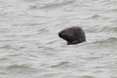Af en toe stak deze Grijze zeehond even zijn kop boven water.