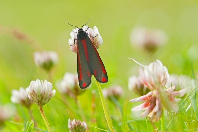 Onlangs voor het eerst deze prachtige vlindertjes gezien. Ik waggelde wat door het gras en schrok me plots helemaal wild van een verschrikkelijk grote bij (dacht ik)...dat bleek een Hoornaar te zijn achteraf. Ik heb een bijenfobie,dus die Hoornaar heb ik maar gelaten voor wat ie was. Toen ik me snel uit de voeten maakte zag ik plots dit juweeltje van een beest fladderen. Paar uur bezig geweest om er 1 vanaf de bovenzijde te kunnen fotograferen,weinig boeiends aan over gehouden maar deze vond ik nog wel de moeite waard.

www.momentsofnature.nl