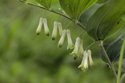 De paraplu net weer ingeklapt. In de schaduw van de bomen stond een aantal van deze planten. Dit gaf de mooiste compositie.