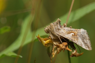 De eerste keer dat ik dit vlindertje zie en heb het bleef gelukkig net even lang genoeg zitten om het vast te leggen. Achtergrond is wel wat druk, uiltje ging altijd onder in het hoge gras zitten.