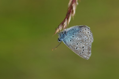 Wie weet welk blauwtje dit is, heb zelf een vermoeden maar ik twijfel