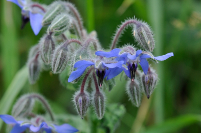 Deze mooie bloem nu 2x tegengekomen binnen 1 week. Toch zie ik 'm niet heel vaak. Zeldzaam ??