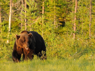 Voor het eerst ben ik naar de Wild Brown Bear Lodge geweest om beren te fotograferen. De foto's die ik van te voren in gedachten had, heb ik helaas niet kunnen maken. Lichtomstandigheden lieten dat niet echt toe (in combinatie natuurlijk met de kwaliteit van de fotograaf). Dit is een foto van dag/nacht 1 toen het nog zonnig was.