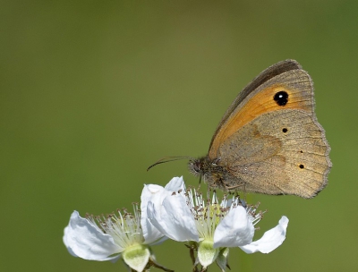 Vandaag maar eens op vlinderjacht geweest, de bramenstruiken bij ons zitten vol met zandoogjes en kleine vosjes, een lust voor het oog.