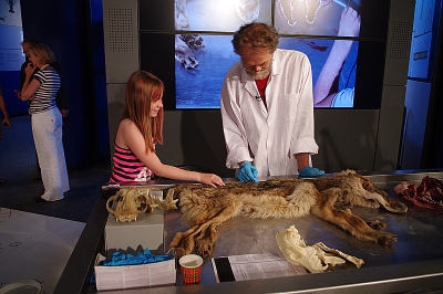 Vandaag persconferentie over de eerste wolf in 130 jaar in Nederland. De experst zijn er 98 % van overtuigd dat het een echte wolf is.