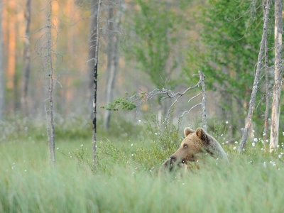 Bijna 22.30 uur 's avonds (tijd camera stond niet goed) en er was iets van een zonsondergang in Finland.