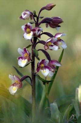 Een van de orchissen die nu langzaam aan opkomen en die mooie trossen bloemen geeft nog maar een enkele gezien