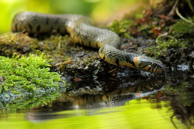 mvg vanuit het altijd zonnige Hoenderloo
Techniek (bewerkingen/exif): 	canon 7d
Sigma 300 f2,8
rijstzak