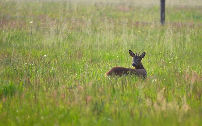 Een vroege ochtendwandeling waarbij we deze ree tegen het lijf liepen.