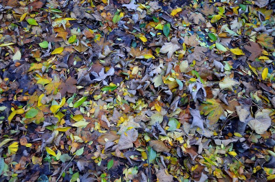 Nu het hoogzomer is moeten we natuurlijk nog niet aan het najaar denken, maar toch komt de tijd dat de blaadjes weer van de bomen vallen en hoe langer je naar de foto kijkt, hoe meer je ziet.