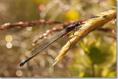 Gemaakt in het natuurgebiedje "de Kievit" in Harmelen in de vroege ochtend. Nikon D5000, 105 mm micro, vanaf statief. Ik was al een tijdje bezig toen deze libel plotseling voor mijn lens ging zitten.