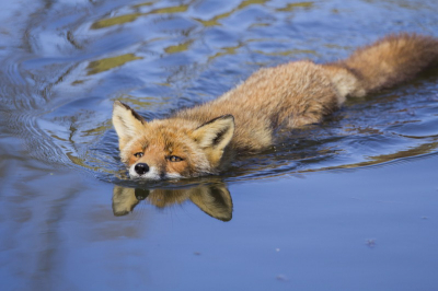We liepen langs het water toen een collega fotograaf zei dat ie een vos zag, dus snel foto's gemaakt!