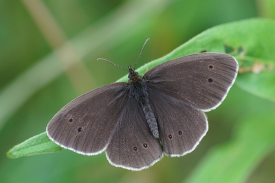 Gisteren voor de eerste keer in het natuurreservaat Het Vinne geweest en deze vlinder kon ik daar voor de eerste keer vastleggen.