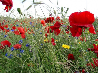 Zomaar een plekje met een overdaad aan klaprozen en korenbloemen, naast een verwaarloosd korenveld.