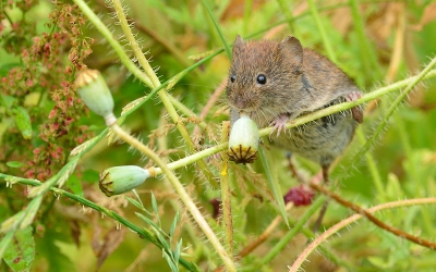 2e foto: Hier heeft de veldmuis de knop er net afgeknaagd en is op de weg terug....