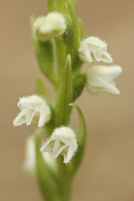 Volgende poging (ook gisteren gemaakt). Ook hier de scherpte op de onderste bloem gelegd, maar iets grotere f-waarde gebruikt en de bloem is prominenter in beeld. Ik wilde wel de achtergrond zo rustig mogelijk houden.