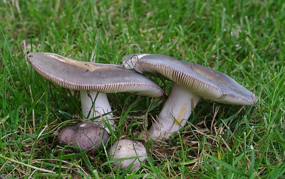 De reactie met IJzersulfaat is wel geel-oranje, maar niet zo intens als  bij de berijpte russula(s)