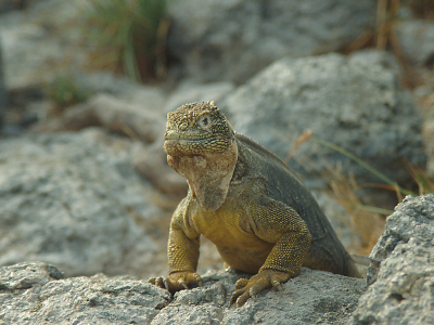<i class='fa fa-user'></i> Frans Nottrot | Galapagoslandleguaan  <i class='fa fa-eye'> 300</i>   <i class='fa fa-comment-o'> 1</i>