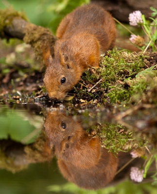 We gingen voor vogels, maar als leuke bijkomstigheid kwamen er voortdurend eekhoorns langs bij de hut. Fotogenieke beestjes!

Groet! Martijn