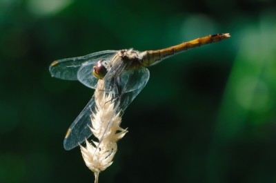 In de avond genomen bij tegenlicht. f8 1/160 sec 105 mm macro.
Dit is een andere foto dan in het tijdelijk album.