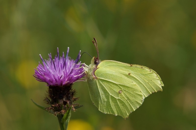 Heb dit jaar nog niet veel Citroenvlinders gezien maar deze kwam even mooi poseren voor de lens.