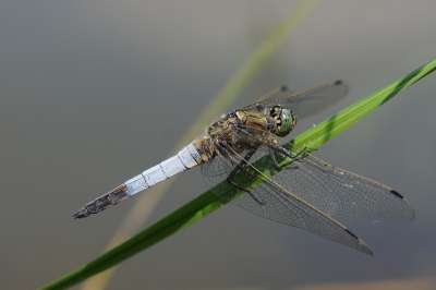 Vandaag even naar het Schulensmeer in Linkhout geweest en daar vlogen verschillende soorten libellen rond, deze zat op een grassprietje tegen de waterkant.
