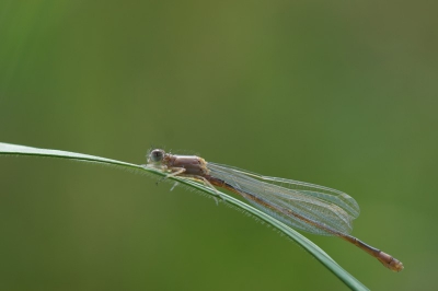 Deze kwam me voorbij gevlogen en ging een paar meter voor me op een grassprietje zitten.