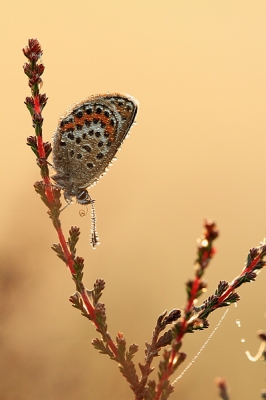 Vanmorgen om 5.00 uur op pad op zoek naar heideblauwtjes. Gelukkig was het behoorlijk mistig en hadden de blauwtjes veel dauw op zich.

Dit mannetje is de dauwdruppel aan het opdrinken met zijn roltong.

De foto is genomen om 6.00 uur.

zie voor meer foto's van de ochtend: http://www.natuurpictures.nl/blog/21892/Heideblauwtjes_in_de_ochtend.blog