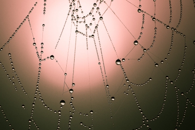 Tijdens een fraaie zonsopgang in de mist maakt ik deze foto van een met dauwdruppels versierde spinnenweb.