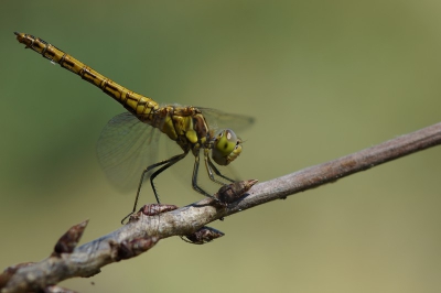 Deze middag werd ik zowat overrompeld door deze libellen, er vlogen er verschillende rond. Het leuke aan deze libellen is dat ze na het wegvliegen vaak terug op hetzelfde plekje komen zitten.