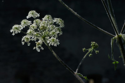 Met de muur van het fort in de schaduw in de achtergrond om de bloem mooi af te laten steken.