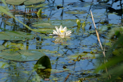 Polarisatiefilter om de weerspiegeling in het water te versterken.
