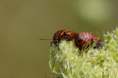 Ook voor deze Pyamawants was het de eerste keer dat ik ze zag. Deze waren voor het nageslacht aan het zorgen.
Vind het wel leuk dat de bovenekant streepjes en de onderkant van deze beestjes met zwarte stipjes bedekt zijn.