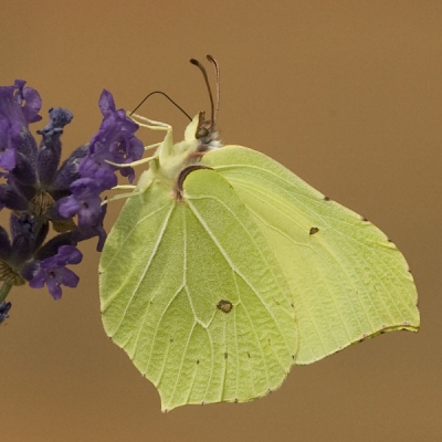 Een 6 stuks van deze vlinders op de lavendel. En dan opeens allen verdwenen. Om later weer in een groepje te verschijnen.