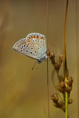 Op zoek naar nog nieuwe vlinders voor me kwam ik dit Icarusblauwtje tegen en na veel geduld te hebben gehad ging het een keertje mooi zitten, net lang genoeg om er een leuke foto van te maken.