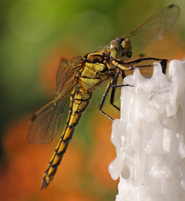 We hebben een tuin vol insecten en een heidelibel maakt deze tot zijn favoriete jachtterrein. Als uitkijkpunt benut hij een druipkaars. De achtergrond bestaat uit een mand met kleurige bloemetjes ('million bells'.)