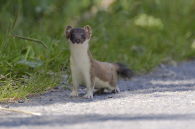 volop zon en heel warm, foto genomen op het middaguur dus niet de meest idiale omstandigheden. Een fam van 7 waren aan het ravotten en het was mooi om te zien.