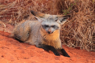 Buiten de 'big 5' valt er in Afrika zoveel meer te zien (en meestal nog boeiender dan de zoveelste leeuw of buffel.  Een waarneming waar ik heel tevreden mee ben is deze grootoorvos oftewel lepelhond.  Hij liet zich absoluut niet uit zijn lood slaan, en dommelde na tien waakzame seconden gewoon terug in.