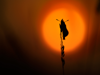 Broeierig warme avond tegen zonsondergang. Geen zuchtje wind. Zo warm dat insecten nog volop vlogen. Dit dikkopje bleef gelukkig hangen. Camera op  statief langzaam naar voren geschoven en compositie bepaald.